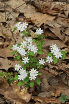 Thalictrum thalictoides