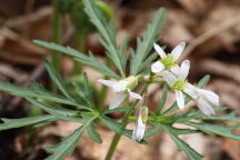 Cardamine concatenata