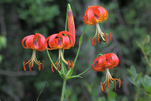 Lilium superbum