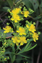 Hypericum densiflorum