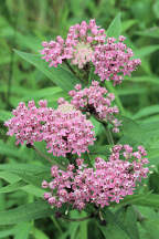 Asclepias purpurascens
