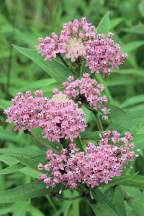 Asclepias purpurascens