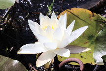 Nymphaea odorata