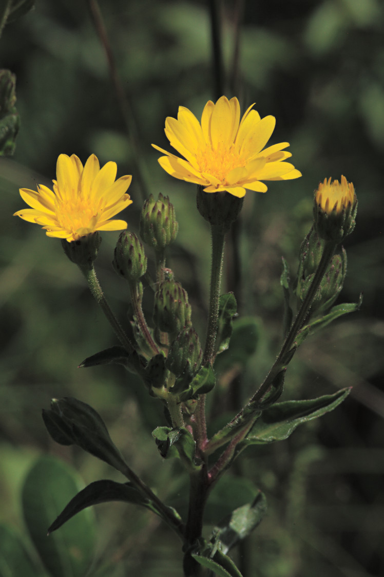 Shaggy Golden Aster