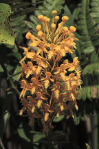 Platanthera ciliaris