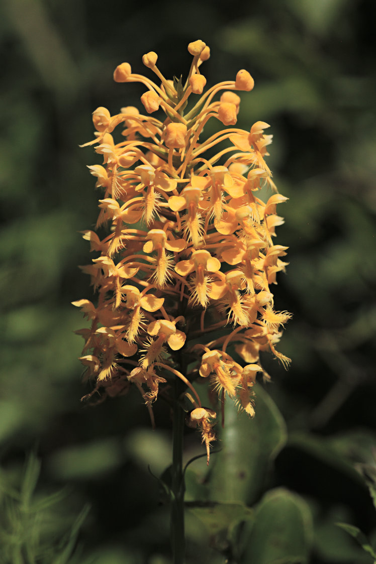 Orange Fringed Orchid