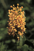 Platanthera ciliaris