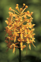 Platanthera ciliaris