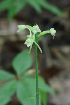 Gymnadeniopsis clavellata var. clavellata