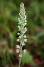 Goodyera pubescens