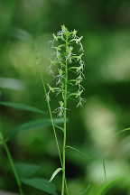 Platanthera lacera