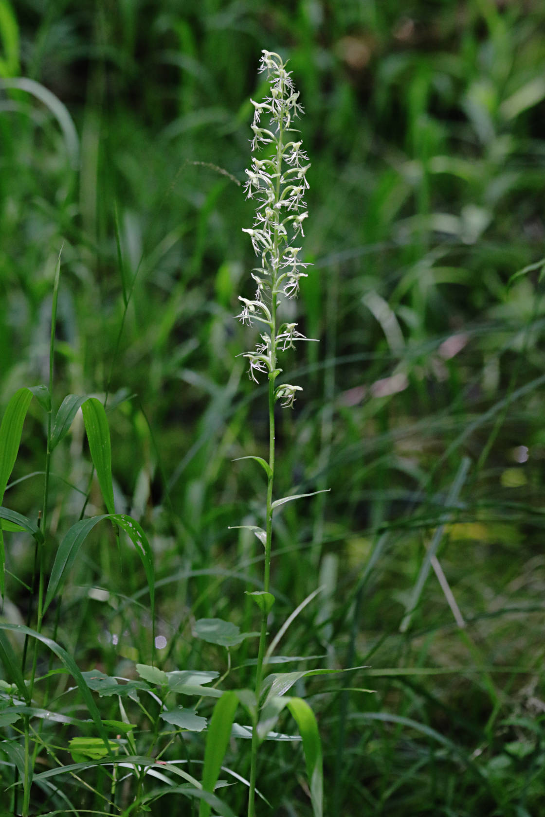 Green Fringed Orchid