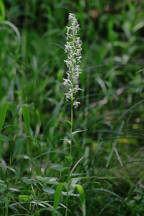 Platanthera lacera