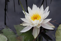 Nymphaea odorata