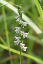 Spiranthes lacera var. gracilis