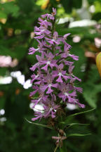 Platanthera grandiflora