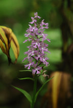 Platanthera grandiflora