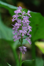 Platanthera grandiflora