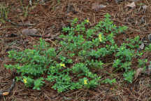 Hypericum hypericoides