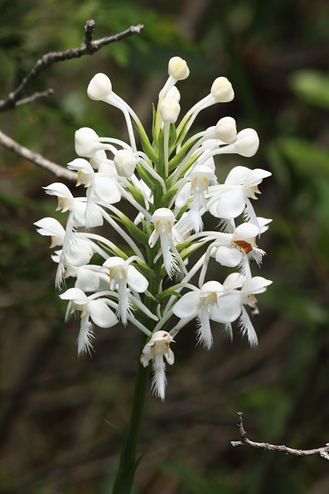 Northern White Fringed Orchid