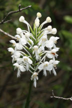 Platanthera blephariglottis