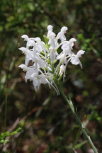 Platanthera blephariglottis