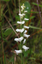 Spiranthes cernua