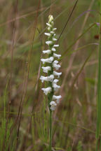 Spiranthes cernua