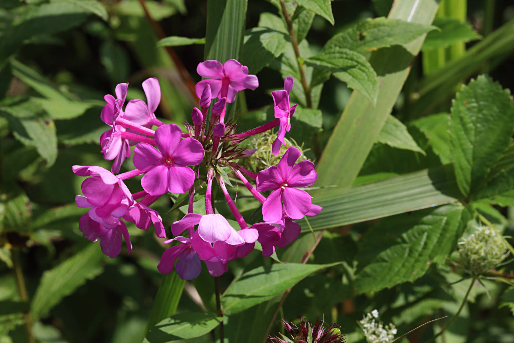 Garden Phlox