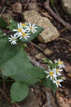 Common White Heart-Leaved Aster