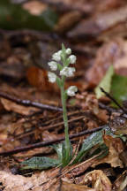 Goodyera pubescens