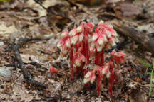 Monotropa hypopithys