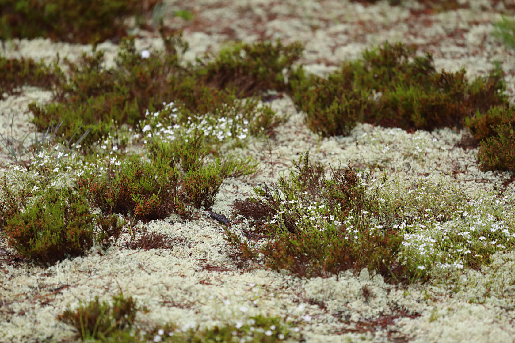 Pine Barren Sandwort