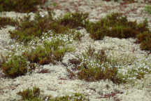 Pine Barren Sandwort