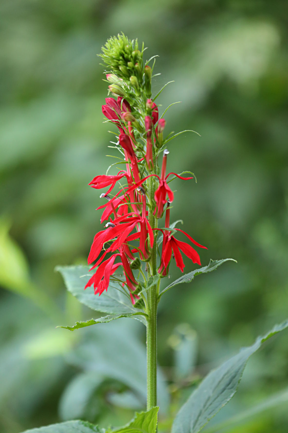 Cardinal Flower