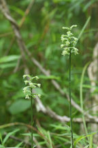 Gymnadeniopsis clavellata var. clavellata