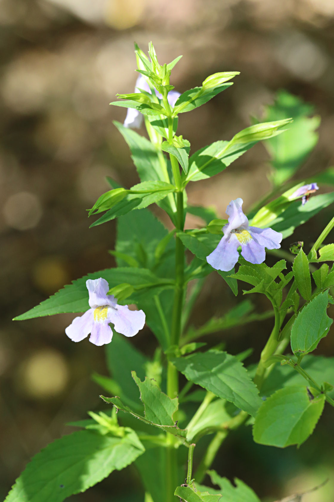 Allegheny Monkey Flower