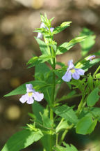 Mimulus ringens