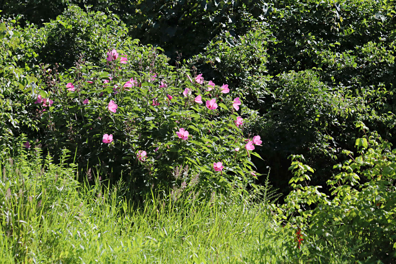 Rose Mallow