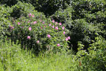 Hibiscus moscheutos