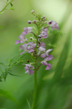 Small Purple Fringed Orchid