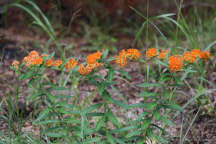 Butterfly Milkweed