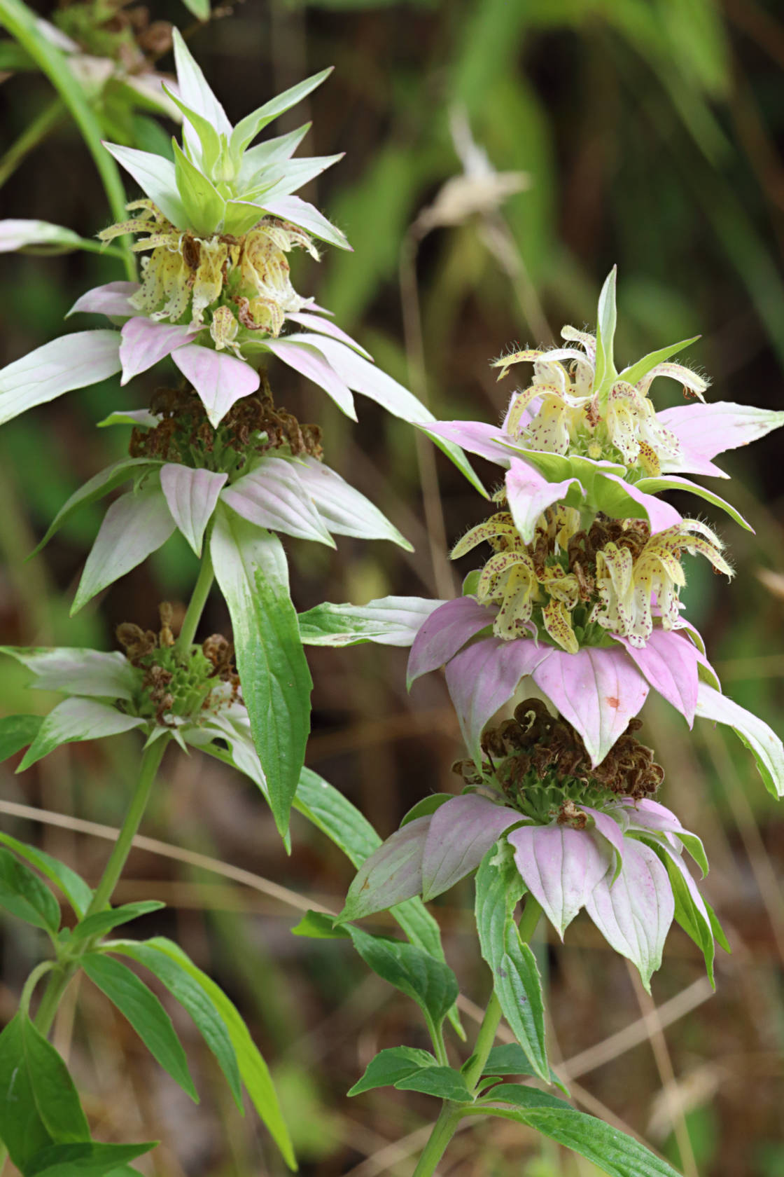 Dotted Monarda