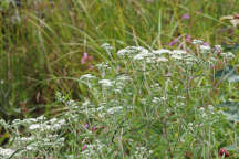 Tall Boneset