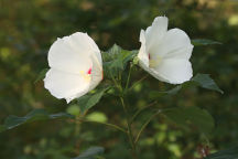 Hibiscus moscheutos