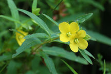 Ludwigia alternifolia