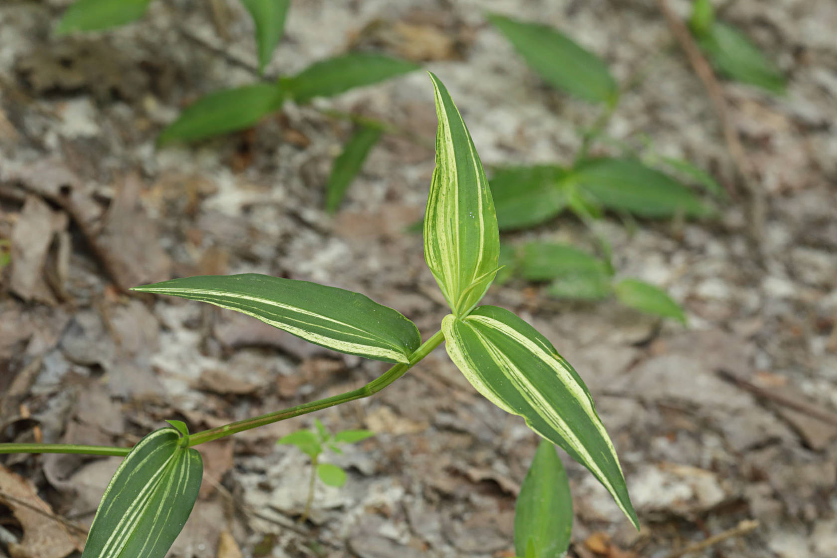 Variegated Common Dayflower