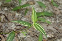 Commelina communis forma aureostriata