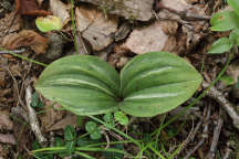 Cypripedium acaule forma variegata