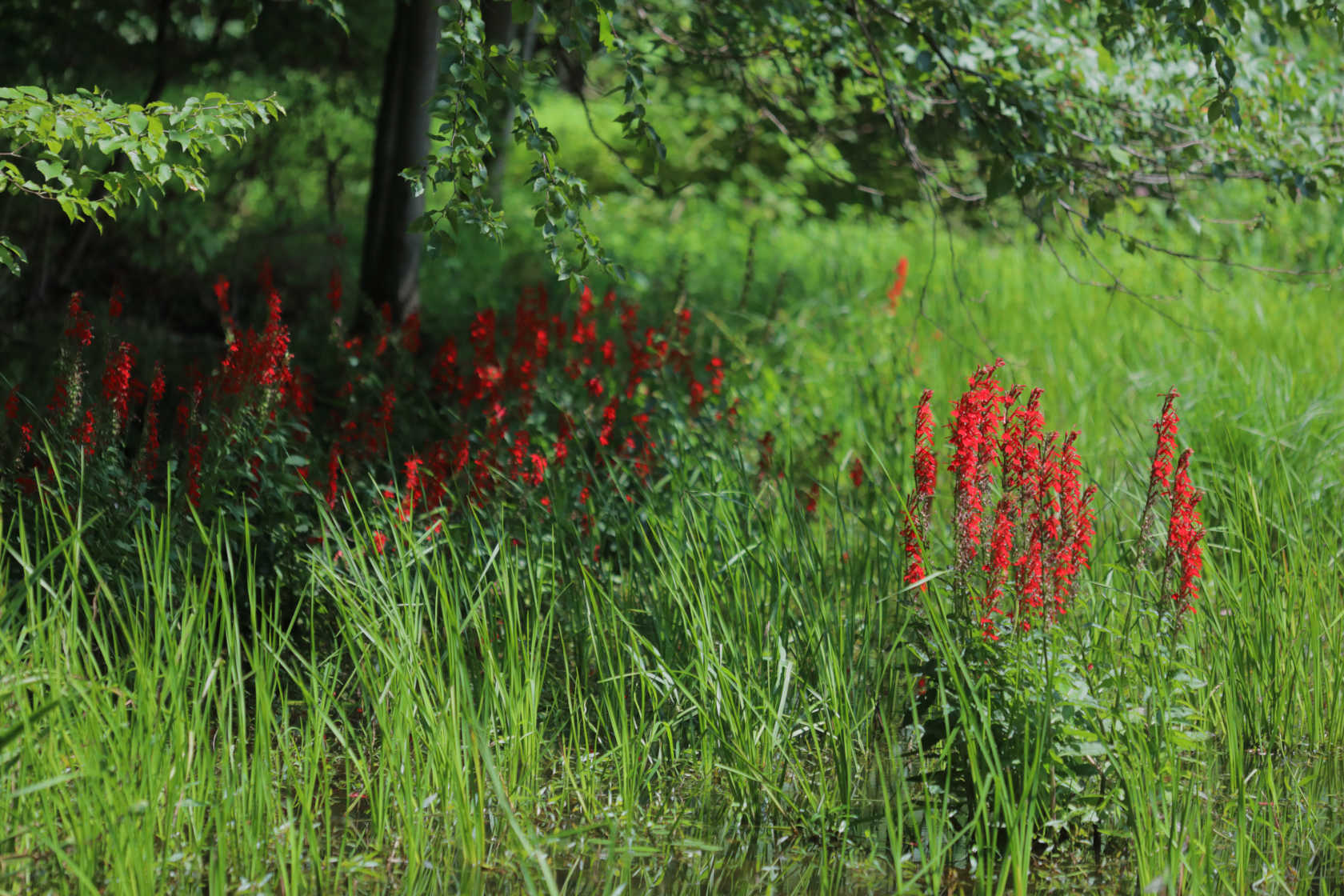 Cardinal Flower